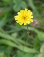 Bristly hawkbit