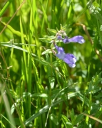 Kopjastolistna čeladnica – Scutellaria hastifolia