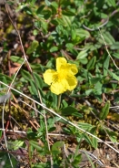 Common rock-rose