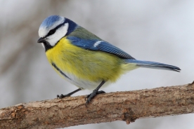 Eurasian blue tit 