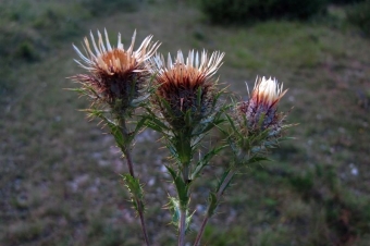 Carlina comune