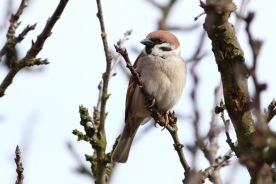 Eurasian tree sparrow 