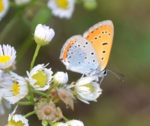 Močvirski cekinček - Lycaena dispar