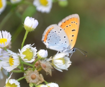 Licena delle paludi