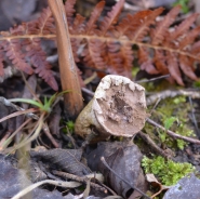 Common puffball