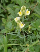 Common toadflax