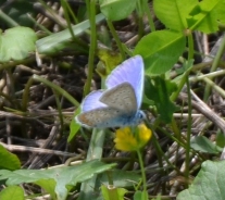 Gozdni modrin – Cyaniris semiargus