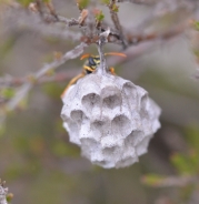 European paper wasp