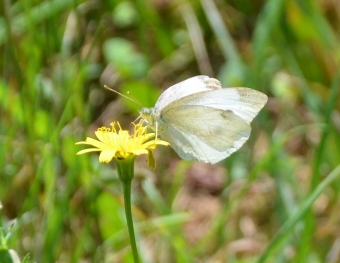 Cavolaia minore