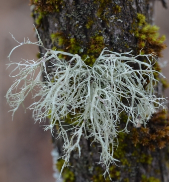 Mokasta ramalina