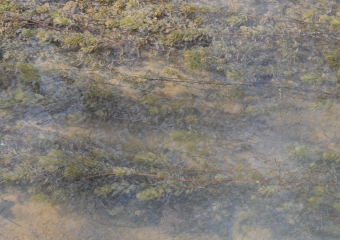 Ceratofillo comune