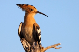 Eurasian hoopoe 