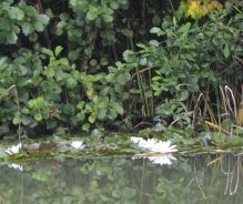 European white water lily