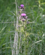 Marsh thistle