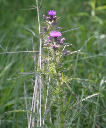 Cardo di palude