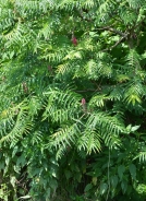 Navadni octovec - Rhus typhina