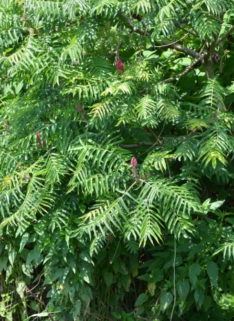 Navadni octovec - Rhus typhina