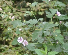 Marsh-mallow