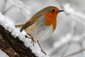 European robin 