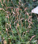 Broom forkmoss