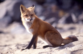 Red fox 