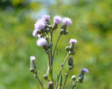 Creeping thistle