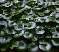 European wild ginger