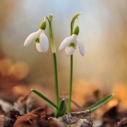 Snowdrop