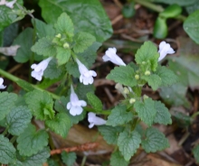 Wood calamint