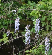 Glicinija – Wisteria sinensis