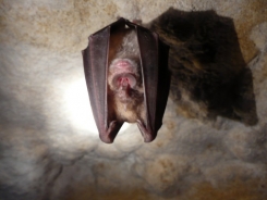 The Greater Horseshoe Bat 