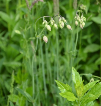 Silene rigonfia