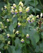 Large-flowered hemp-nettle