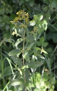 Yellow loosestrife