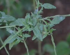 Hedge mustard