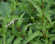 Poprasta dresen – polygonum hydropiper L.