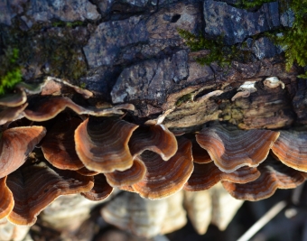 Stereum subtomentosum, žametasta slojevka