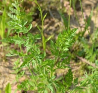 Wild carrot