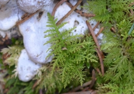 Peresni mah - Hylocomium splendens