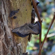 Wood ear