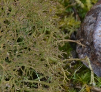 Reindeer lichen