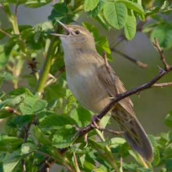 Common grasshopper warbler 