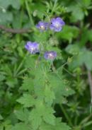 Dusky crane's-bill