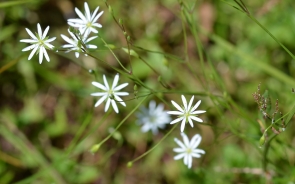 Common starwort