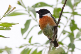 African stonechat 