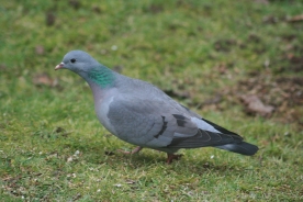 The Stock Dove 