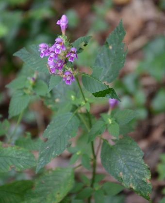 Canapetta violacea