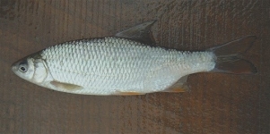 Platnica (Rutilus virgo)