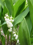 Lily of the valley