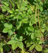 Common agrimony